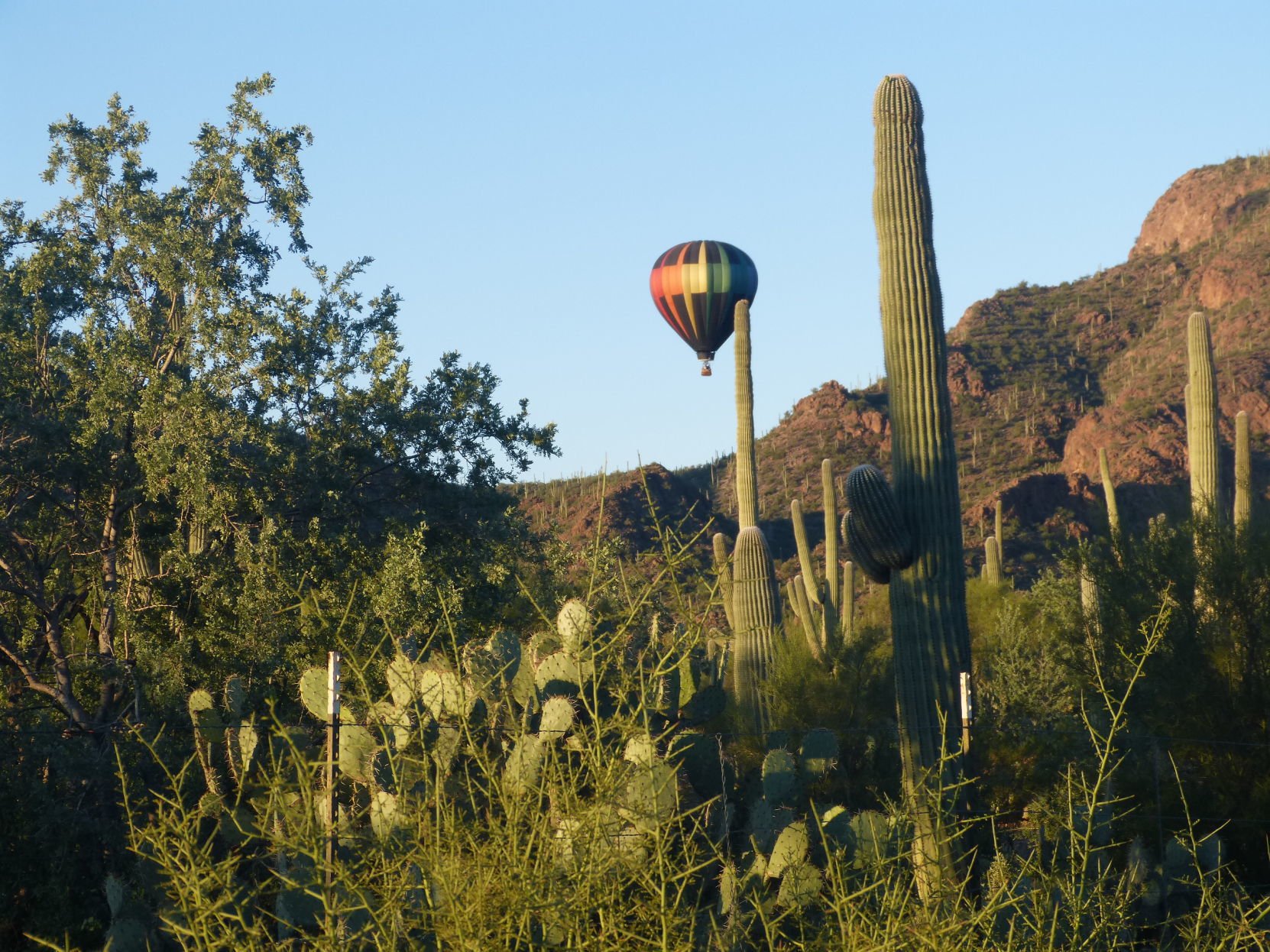 Fleur de Tucson